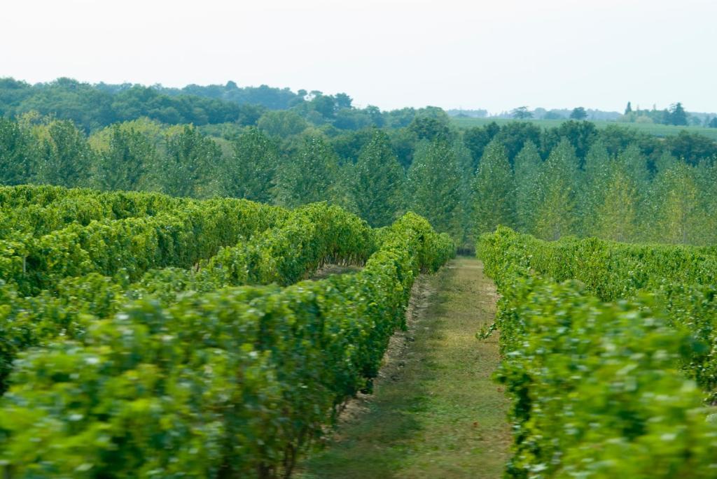 Madame Vacances - Residence Du Golf D'Armagnac Eauze 部屋 写真